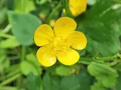 花は鮮黄色で光沢があり、径25-28mm、花弁は5個で広倒卵形をしている。