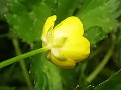 萼片は5個、卵形で舟形になり、背面に剛毛があり、開花期に開出する。