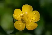 キンポウゲの花の光沢は、薄膜干渉によるものである。