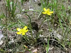 花は光沢のある黄色で、茎先または葉腋に1個つくか数個が集散状につく。花弁は5個あり、倒卵状楕円形。雄蕊も黄色で多数あり、花糸は扁平に広がる。雌蕊も多数ある。