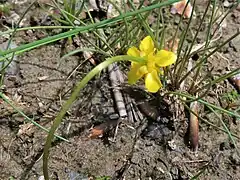 萼片は5個あり、黄色で中肋は緑色、広卵形で長さ3 mm、幅2 mm、舟形で、背面にまばらに伏毛がある。
