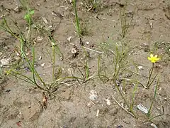茎は緑色で、長さ4-30 cm、径0.1cmになり、やや弓なりに曲がって節で地面につきながら長く地上を這い、まばらに数回分枝する。茎は無毛または白色の伏した毛が生え、節からは茎葉と根が出る。