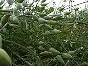 ハツカダイコンの種
