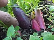 ハツカダイコンの大きさが指との比較で分かる