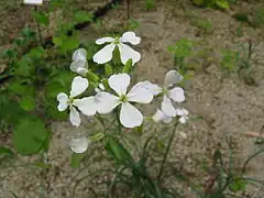 白い花