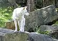 白色の体毛を持つディンゴ