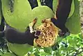 パラミツの果実を食べるインドオオリス