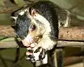 シモフリオオリスRatufa macroura