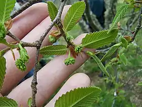 雄花。チリのバルディビア県（英語版）にて。