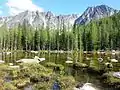 水辺に生えるカラマツ属。アメリカ西部山岳地帯にて