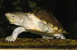 カブトニオイガメS. carinatus