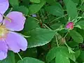 蕾の柄を包むように幅の広い苞がつく