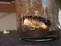 蛹