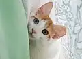 白猫以外のオッドアイの例