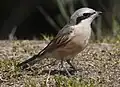 セアカモズ（香川県仲多度郡まんのう町にて）