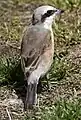 セアカモズ（香川県仲多度郡まんのう町にて）