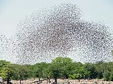  遠くから眺めた小さな鳥の巨大な群れ。鳥たちがしみのように見える。