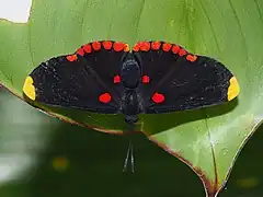 Melanis pixe, ベリーズ