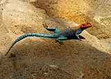ニジトカゲ（アガマ属）