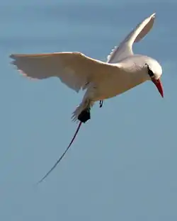 アカオネッタイチョウP. rubricauda