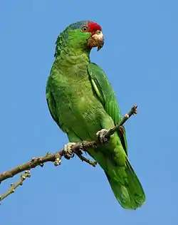 メキシコアカボウシインコ