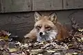 コネチカット ビアズリー動物園