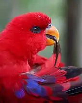  黄色のくちばしをした赤いインコが翼の羽をくわえている。