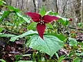 Trillium erectum
