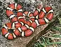 アカミルクヘビL. t. syspila
