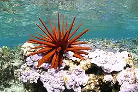 パイプウニ（フレンチフリゲート瀬）
