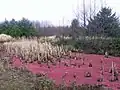湿地に広がるアカウキクサの一種