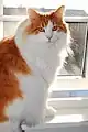 Red-Tabby with white NFO