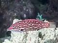 幼魚。