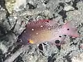 若魚。