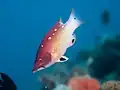 成魚。