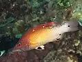 成魚。