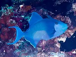 アカモンガラ
