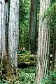 セコイア国立公園