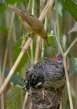  小さな褐色の鳥が、巣のなかのはるかに大きな灰色の鳥のくちばしに虫を運んでいる。