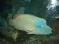 オス老成個体。メルボルン水族館
