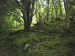葦の木