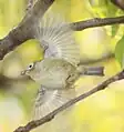 ホバリングして枝先の虫を捕食する