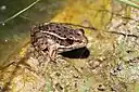 ユタヒョウガエル