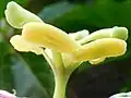 クダモノトケイソウ(トケイソウ科)の雄蕊