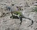 オオミミナシトカゲ (Cophosaurus texanus)
