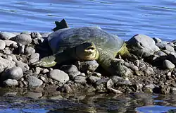 メソポタミアハナスッポン