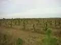 植栽された松の一種の苗木