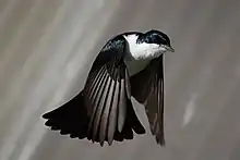  白い胸をした黒い鳥が翼を下に降り下ろして、広がった尾羽を下に向けて飛んでいる。