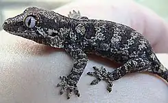 ツノミカドヤモリR. auriculatus
