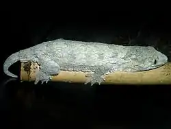 ツギオミカドヤモリ